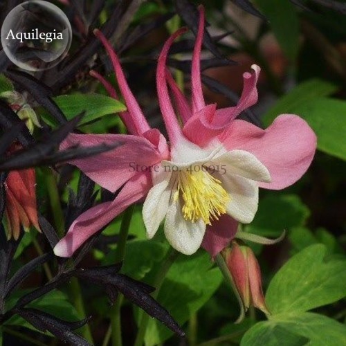 Pink Aquilegia Garden Columbine with white inside, 50 seeds, very beautiful light fragrant E3796