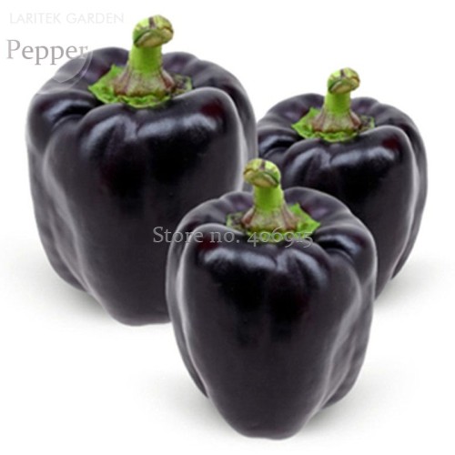 Heirloom Black Giant Sweet Bell Pepper Hybrid F1 Vegetables, 50 seeds, edible giant disease-resistant pepper E3591