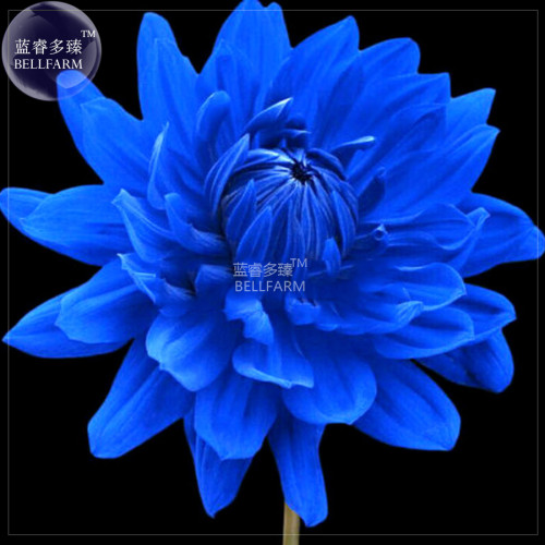 BELLFARM Dahlia Mixed Blue Colorful Perennial Flower Seeds, 50 seeds, professional pack, easy to grow high germinate home garden