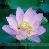 Heirloom Bright Red Nelumbo Nucifera Lotus Flower Pond Seeds, Professional Pack, 1 Seed / Pack, Light Fragrant Flower E3131