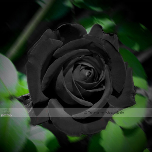 1 Professional Pack, 50 seeds / pack, Les Paul Super Black Beauty Rare Rose Flower Seeds #NF411