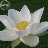 Rare Mixed Colors Lotus Beautiful Flowers, 20 Seeds, new long flowering attractive butterfly light up your garden E3705