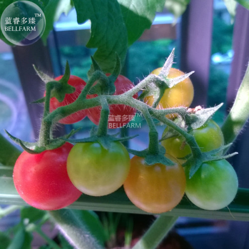 BELLFARM Rainbow Tomato Truss Cherry fruit Seeds, 20 Seeds, professional pack, organic tasty sweet garden tomato BD141H