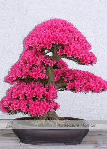 1 Professional Pack, approx 50 Seeds / Pack, Bonsai F1 Red Azalea Hardy Rhododendron Seeds #NF339