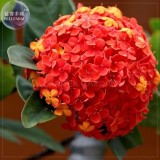 Rare Red Hydrangea Mother Seeds, Professional Pack, 15 seeds, big blooms ball flowers E4067
