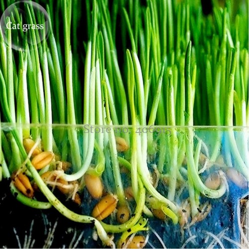 Sussex grown sweet Oat Grass seeds for Cats and other Pets, 50 seeds, very interesting pet grass E3953