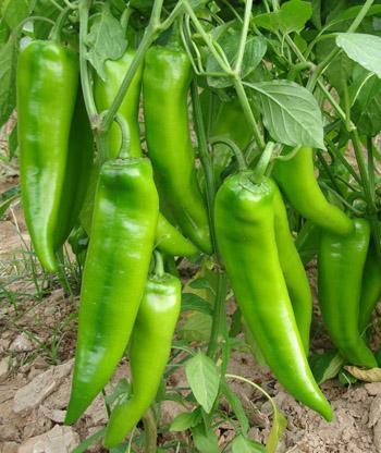 BELLFARM 'Cow-horn' Large Long Cayenne Pepper Vegetable Seeds, 30 seeds, original pack, hot green organic pepper