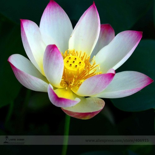 New Wild White Red Lotus Flower Seeds, Professional Pack, 1 Seed / Pack, E-Z to Grow Perennial Pond Plant E3169