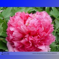 Heirloom 'Jin Zhang Fu Rong' Big Red Peony Tree Seeds, Professional Pack, 5 Seeds / Pack, Strong Fragrant Flower E3198