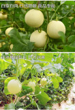 BELLFARM Sweet Melon Hybrid 'Xue Yu 188' Fruit Seeds, 10 grams, original pack, white skin white inside round melon