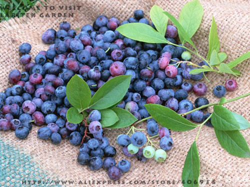 5 Professional packs, 15 seeds / pack, Bonsai Blueberry Heirloom Blue Berry Fresh seeds, Edible fruit indoor outdoor available