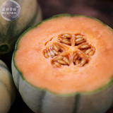 BELLFARM Small Heirloom True French Charentais Gourmet Melon Cucumis Melo Seeds, Professional Pack, 20 Seeds / Pack, Tasty Melon