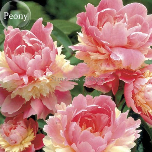 Heirloom Sorbet Robust Colorful Double Blooms Peony Mixed, 5 Seeds, fragrant perennial flowers E3615