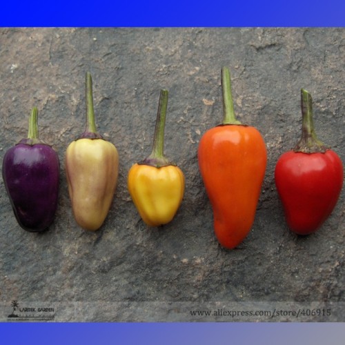 Heirloom Chinese Five Colour Little Hot Peppers Seeds, Professional Pack, 50 Seeds / Pack, Edible Ornamental Chili E3118
