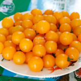 BELLFARM Cherry Tomato Mini Golden Round Fruit Seeds, 300 Seeds, very sweet organic garden indeterminate growth plant BD137H