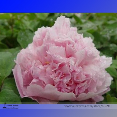 New 'Ou Sikui' Pink Multi-petalled Tree Peony Flower Seeds, Professional Pack, 5 Seeds / Pack, Light Fragrant Flowers E3174