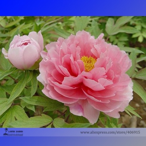 Heirloom 'Pink Butterfly' Fragrant Tree Peony Flower Seeds, Professional Pack, 5 Seeds / Pack, Attracting Bees, Butterfly E3194