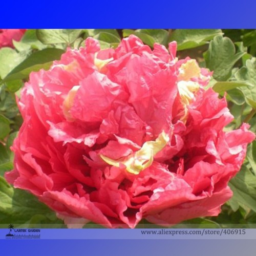 Heirloom 'Ni Hong Huan Cai' Red Golden Rare Peony Plant Flower Seeds, Professional Pack, 5 Seeds / Pack, Strong Fragrant Flower