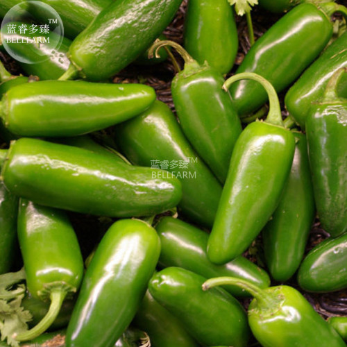 BELLFARM Chilli Green Jalapeno Chili Hot Pepper Seeds, 1000 seeds, professional pack, organic high yield capsicum vegetables