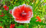 BELLFARM Corn Poppy Corrugated Red Double Flowers, 100 Seeds, Original Pack, red big blooms with white edge A295
