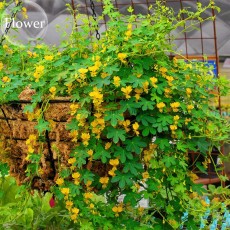 Yellow Canary Creeper Nasturtium, 5 seeds, bright yellow orchid-like flowers are produced all summer long E3929