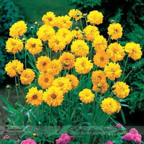 Bonsai Early Sunrise Yellow Coreopsis Flower Seeds, Professional Pack, 20 Seeds / Pack, Light Fragrant Garden Cosmos E3489