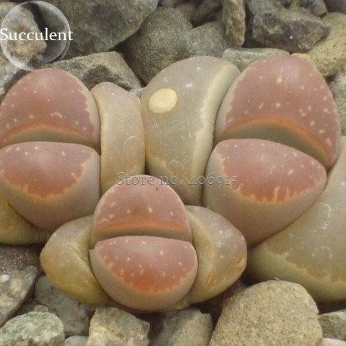 Lithops olivacea v neobrownii 20 SEEDS Rare Cactus Succulent Living Stones E3926