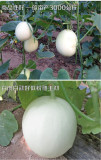 BELLFARM Sweet Melon Hybrid Oval Fruit Seeds, 200 seeds, original pack, white skin light green inside crisp tasty 17% sugar
