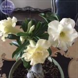 Imported 'nobleness lady' Adenium Desert Rose Seeds, professional pack, 2 Seeds, 3-layer green yellow petals TS342T