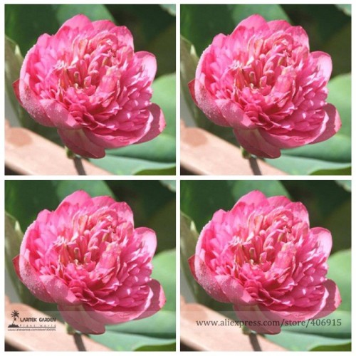 Rare Heirloom Pink Multi-pedaled Nelumbo Nucifera Pond Lotus Flower Seeds, Professional Pack, 1 Seed / Pack, Beautiful E3127