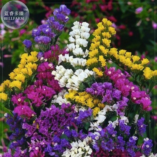 Sinuata Pacific Mixed Statice Flowers, Professional Pack, 30 seeds, annual open pollinated E4045