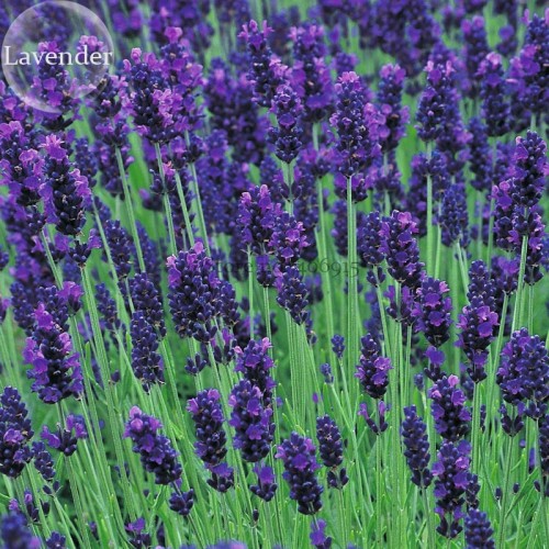 Hidcote Blue Provence Lavender, 20 seeds, fragrant cut flowers E3726