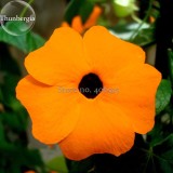 Thunbergia Orange - Black Eyed Susan Vine Morning Glory Climbing Flowers, 20 seeds, very beautiful light up your garden E3724