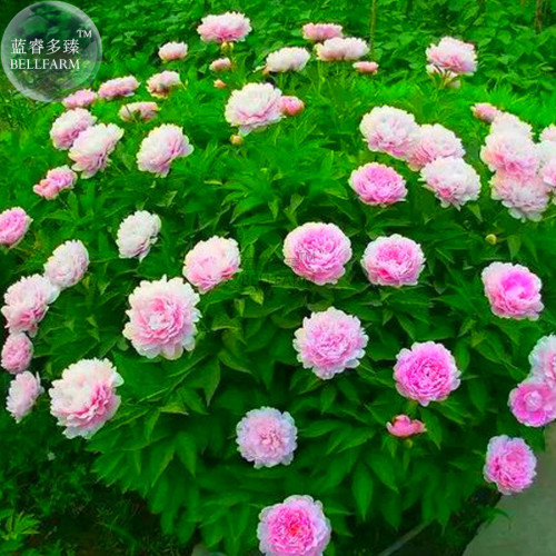 BELLFARM Peony Light Pink Compact Big Blooms Tree Seeds, 5 seeds, fragrant home garden cluster of flowers high germination