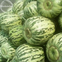 Green Muskmelon Sweet Melon, 20 Seeds, Spotted and Striped Cucumis Melo Sweet Fruit  E3772