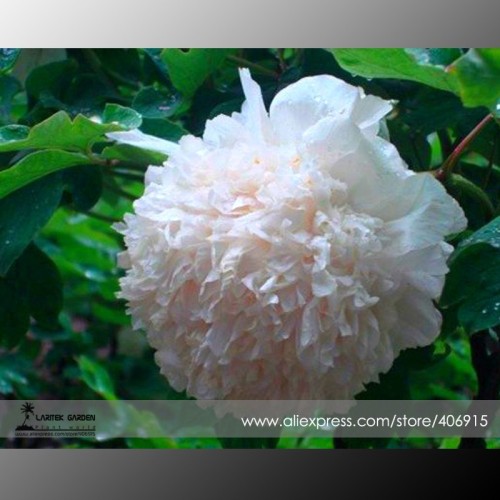 Rare 'Jin Yu' White Ball Peony Seedlings Seeds, Professional Pack, 5 Seeds / Pack, Very Beautiful Fragrant E3359