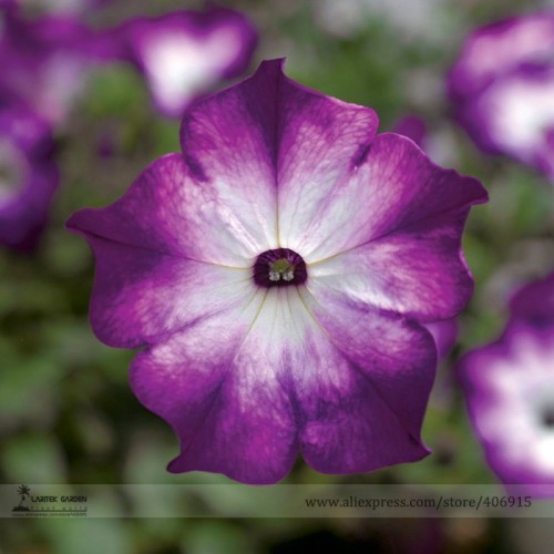 Radiant Blue Petunia Plants Flower Seeds, Professional Pack, 100 Seeds / Pack, Very Beautiful in Spring E3154