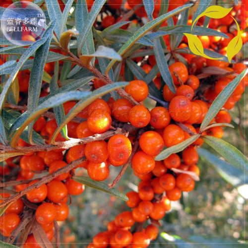 Sea Buckthorn Shrub Seeds, 20 Seeds, Professional Pack, Sandthorn Swallow Thorn Small Tree E4077