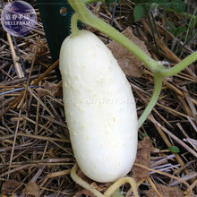 Rare Low Acid White Wonder Cucumber Seeds, 50 Seeds, Professional Pack, heirloom hybrid vegetables E4085