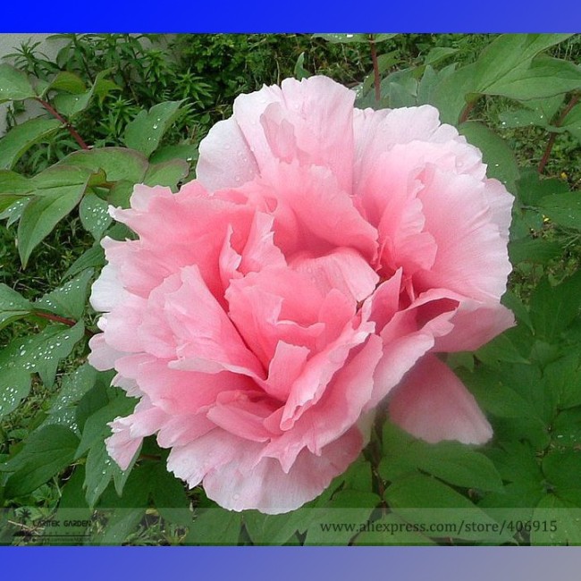Heirloom Middle-sized Pink Peony Flower Seeds, Professional Pack, 5 Seeds / Pack, Light Fragrant Flower E3184