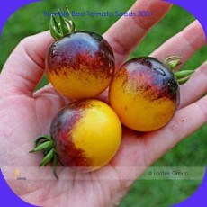 Very Rare Bumble Bee Heirloom Tomato Seeds, Professional Pack, 300 Seeds / Pack, Low Acid Tomato #LG00013