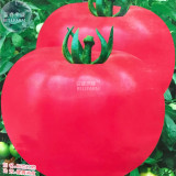 BELLFARM Pink Tomato Big Fruit Seeds, 5 packs, 50 seeds/pack, organic giant vegetables for home garden greenhouse