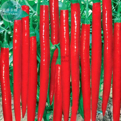 BELLFARM Red Long Chili Hot Pepper Hybrid Seeds, 100 seeds, up to 33cm long, high yield for greenhouse open land premium seeds