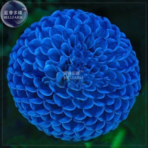 BELLFARM Dahlia Mixed Blue Colorful Perennial Flower Seeds, 50 seeds, professional pack, easy to grow high germinate home garden