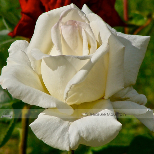 1 Professional Pack, 50 seeds / pack, Yunnan White Rose Seed #NF421