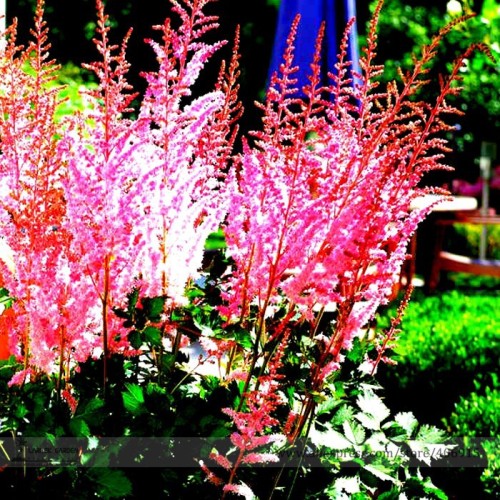 Mighty Pip Astilbe Perennial Flower Seeds, Professional Pack, 100 Seeds / Pack, Huge Astilbe with Huge Blooms E3305