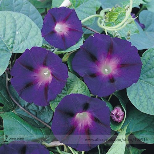 New Star of Yelta Morning Glory Flower Seeds, Professional Pack, 50 Seeds / Pack, Purple Red Climbing Garden Flower E3171