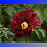 Rare 'Wu Jin Yao Hui' Dark Purple Strong Fragrant Peony Flower Seeds, Professional Pack, 5 Seeds / Pack, Light Up your Garden