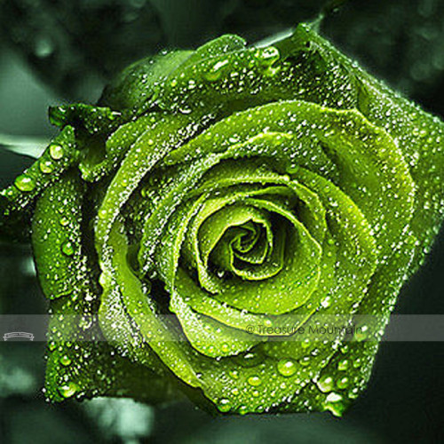 1 Professional Pack, 50 seeds / pack, Dark Green European Rose Bush Seed Fragrant Flower Garden Plant #NF407