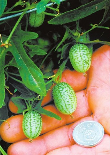New Rare Green Mini Thumb Organic Watermelon Seeds, Professional Pack, 8 Seeds / Pack, Pineapple Tasty Juicy Fruit E3014